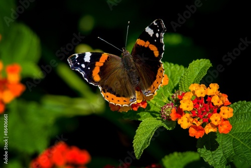 Fotoroleta motyl pomarańczowy liść admirał