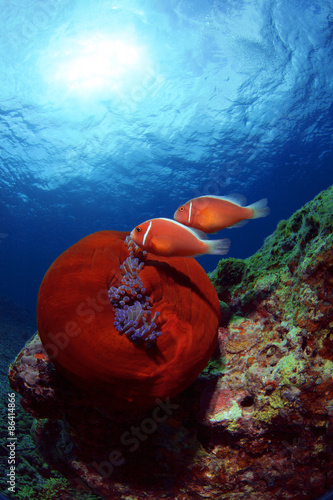 Fotoroleta koral rafa morze okinawa