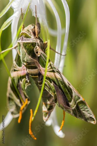 Obraz na płótnie dziki armia motyl natura fauna
