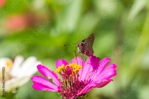 Fotoroleta kwiat indyjski północ motyl japonia