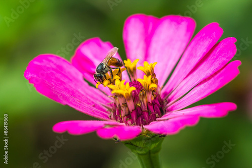 Fotoroleta natura lato słońce pyłek kwiat
