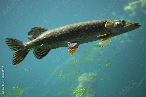 Fotoroleta zwierzę dziki natura ryba jedzenie
