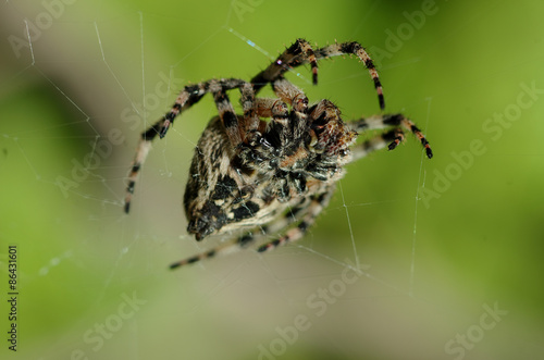 Naklejka ogród pająk zwierzę natura