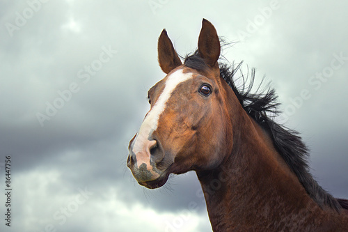 Fototapeta natura grzywa koń