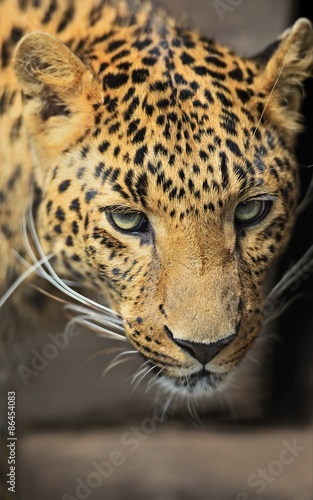Plakat zwierzę afryka dzikie zwierzę pantera