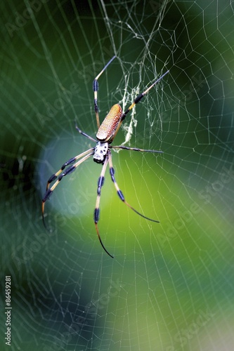 Obraz na płótnie ogród pająk tropikalny natura zwierzę