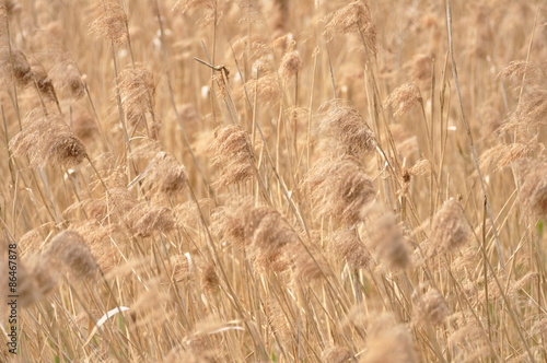 Fotoroleta pszenica rolnictwo jesień zdrowy