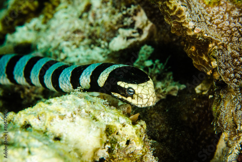 Fototapeta ryba wąż podwodne woda