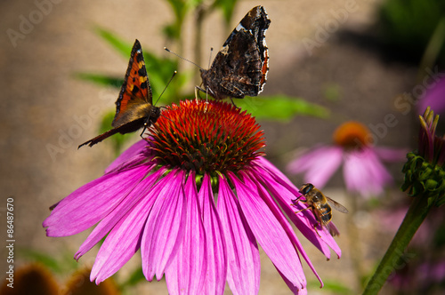 Fotoroleta roślina zwierzę kwiat motyl