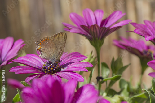 Fototapeta kwiat motyl sprężyna  