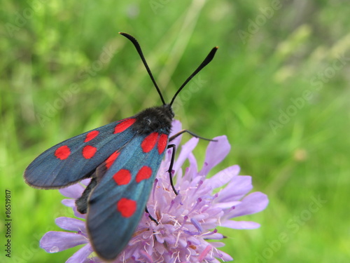 Naklejka bezdroża natura kwiat motyl makro