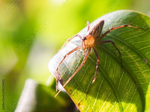 Naklejka roślina dziki lato pająk