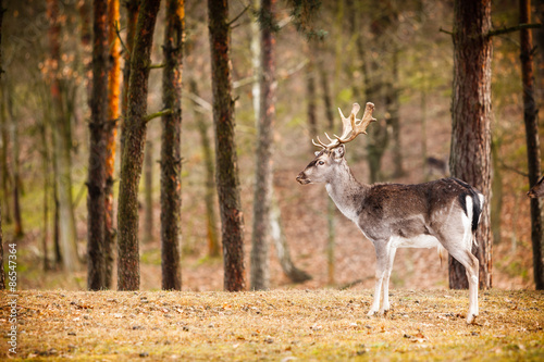 Fototapeta jesień natura zwierzę ssak las