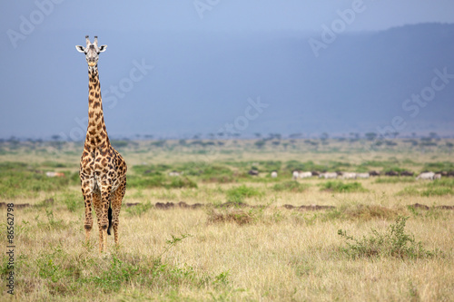 Fototapeta safari dziki niebo narodowy trawa