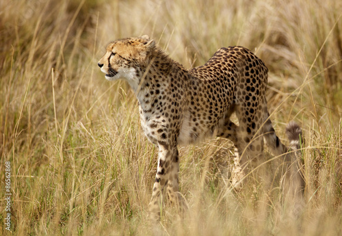 Fototapeta dziki afryka bezdroża pejzaż ssak