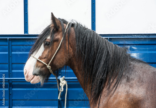 Fototapeta ssak koń zwierzę wiejski