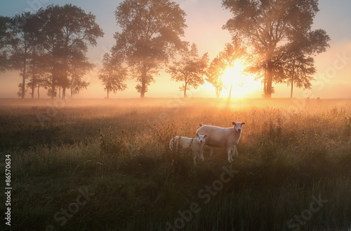 Fototapeta holandia niebo trawa wieś spokojny