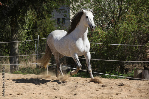 Fotoroleta ruch zwierzę koń ssak