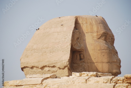 Fotoroleta pustynia ptak egipt