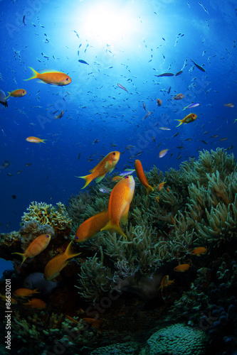 Plakat rafa morze koral nurkowanie