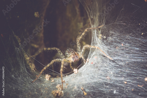 Fototapeta pająk fauna stary
