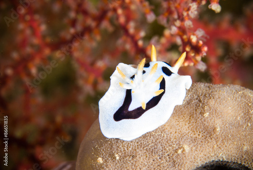 Obraz na płótnie morze rafa wyspa zwierzę natura