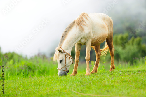 Fototapeta piękny koń trawa pole
