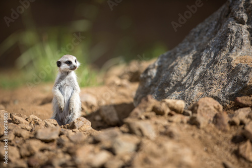 Fototapeta republika południowej afryki zwierzę pustynia natura południe