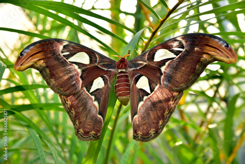 Obraz na płótnie stylowy rejs ogród wzór motyl