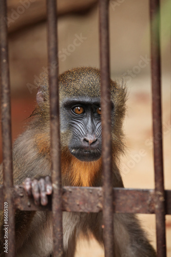 Fototapeta tropikalny małpa zwierzę natura