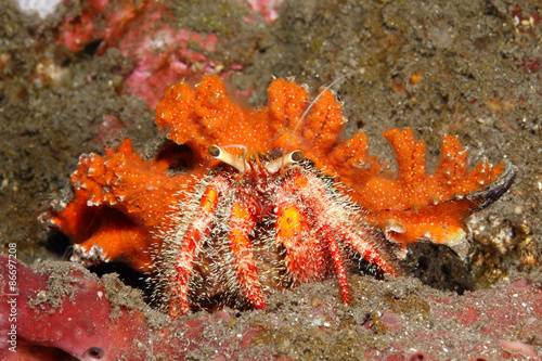 Fotoroleta morze tropikalny mięczak krab