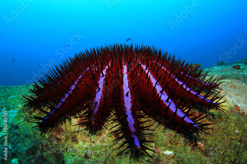 Fototapeta koral zwierzę rafa