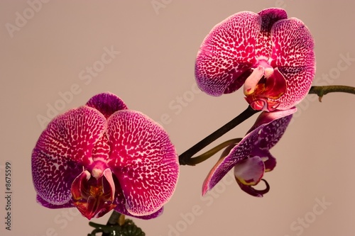 Fototapeta kwiat piękny egzotyczny roślina orientalne