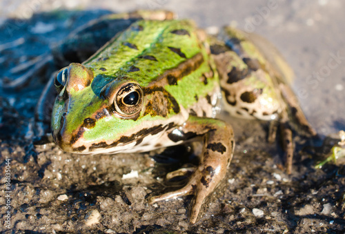 Fototapeta natura ciało gad woda żaba