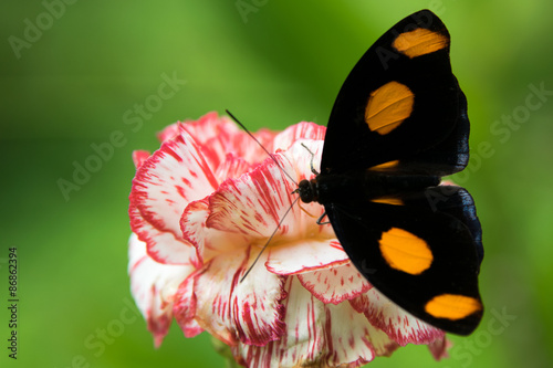 Fotoroleta zwierzę motyl nektar osesek lot
