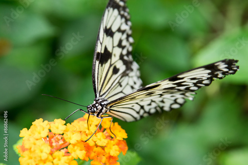 Fototapeta zwierzę motyl nektar