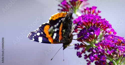 Naklejka europa wzór motyl kwiat lato