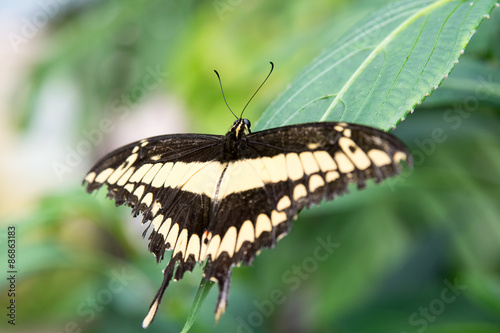 Fototapeta zwierzę motyl karmia skrzydło lot