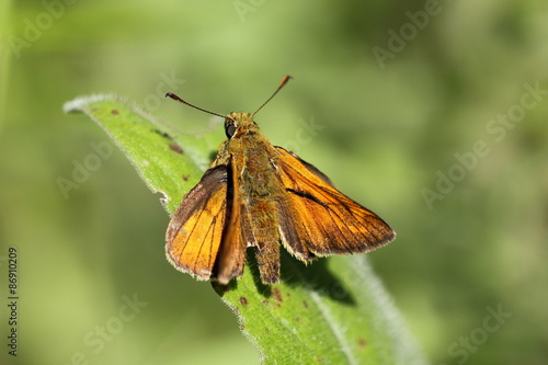 Naklejka ładny motyl las fauna