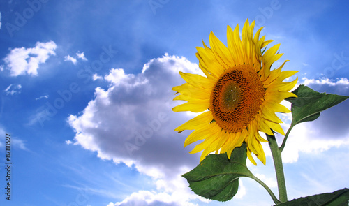 Naklejka słonecznik kwiat natura słońce lato