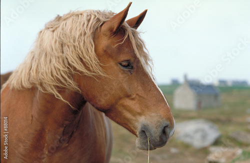 Fotoroleta koń bretoński natura zwierzę wolność
