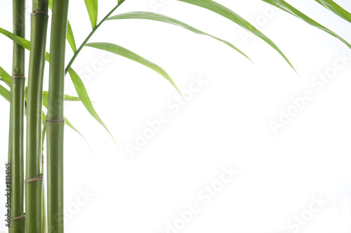 Fototapeta roślina trawa świeży bambus