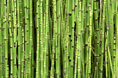 Fotoroleta azja bambus las