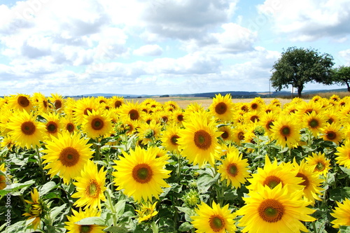 Plakat natura słońce słonecznik kwiat blumenfeld