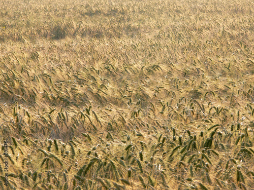 Fototapeta zboże trawa rolnictwo wiejski