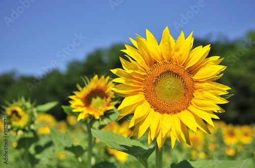 Naklejka świeży kwiat słońce