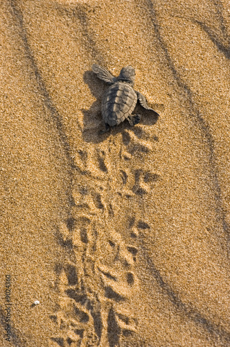 Fototapeta plaża zwierzę żółw droga morze