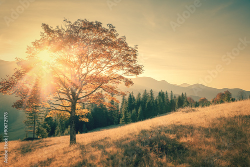 Fotoroleta roślina niebo wieś jesień