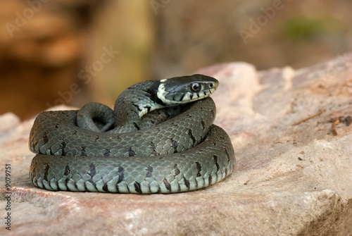 Fotoroleta gad zwierzę las natura wąż