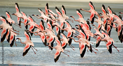 Plakat flamingo safari dziki ptak afryka